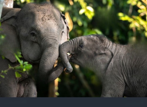 Animal / Wildlife