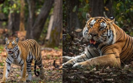 45°C की भीषण गर्मी में भी ‘कूल’ हैं बाघ—Tiger के लिए कूलर, स्पेशल डाइट और मल्टीविटामिन का इंतजाम