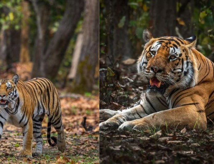 45°C की भीषण गर्मी में भी ‘कूल’ हैं बाघ—Tiger के लिए कूलर, स्पेशल डाइट और मल्टीविटामिन का इंतजाम