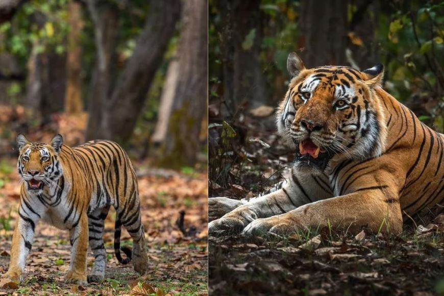 45°C की भीषण गर्मी में भी ‘कूल’ हैं बाघ—Tiger के लिए कूलर, स्पेशल डाइट और मल्टीविटामिन का इंतजाम